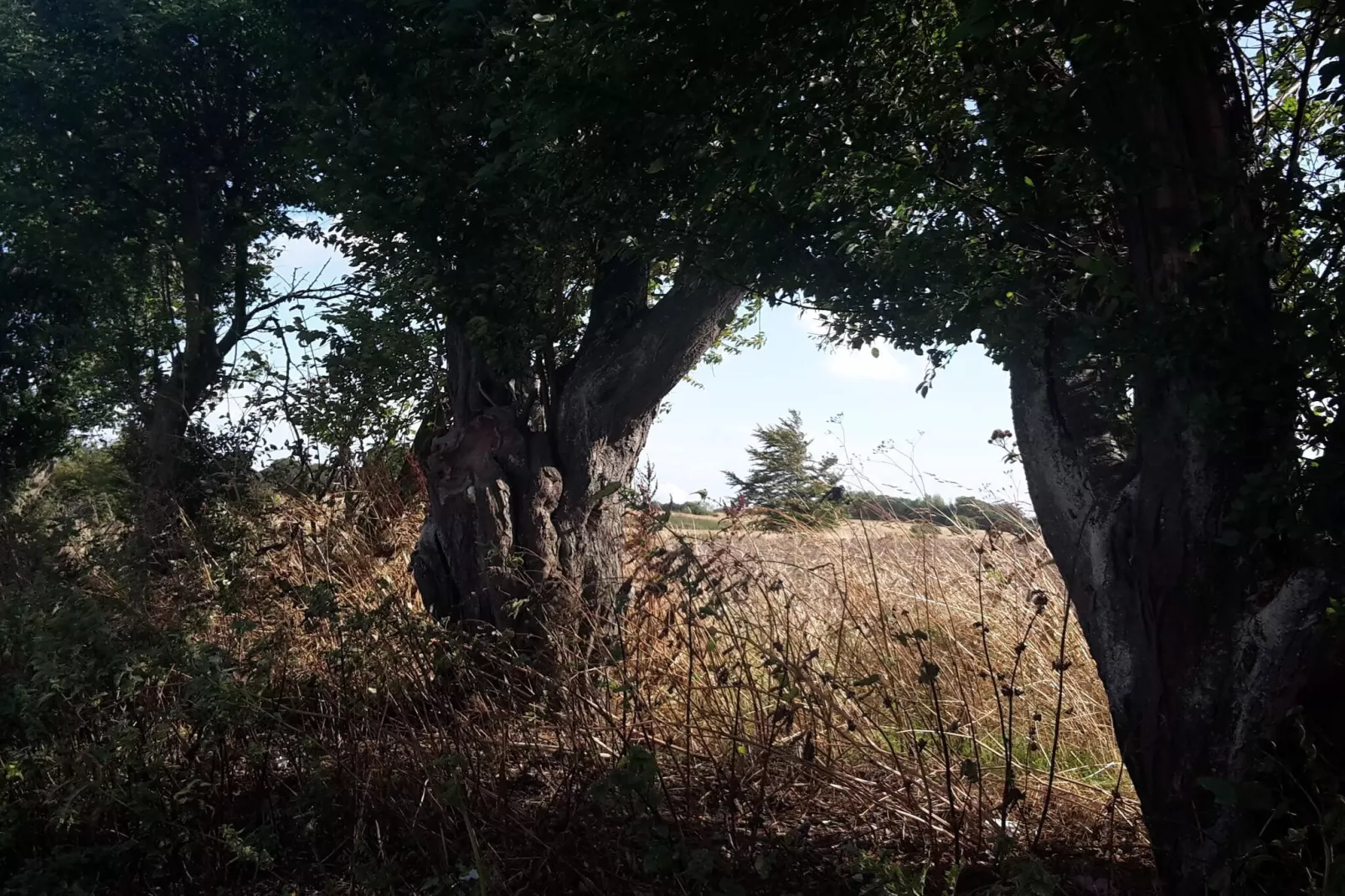 Maison de vacances pour 6 a Tranekær-By Traum-Non tagué