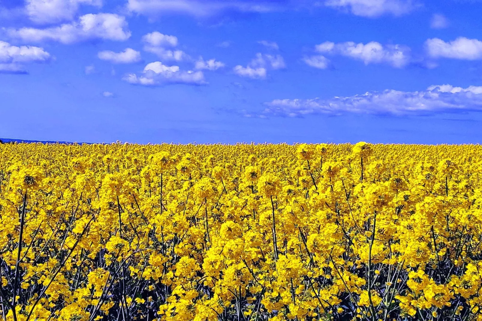 Maison de vacances pour 4 a Jægerspris-By Traum-Non tagué