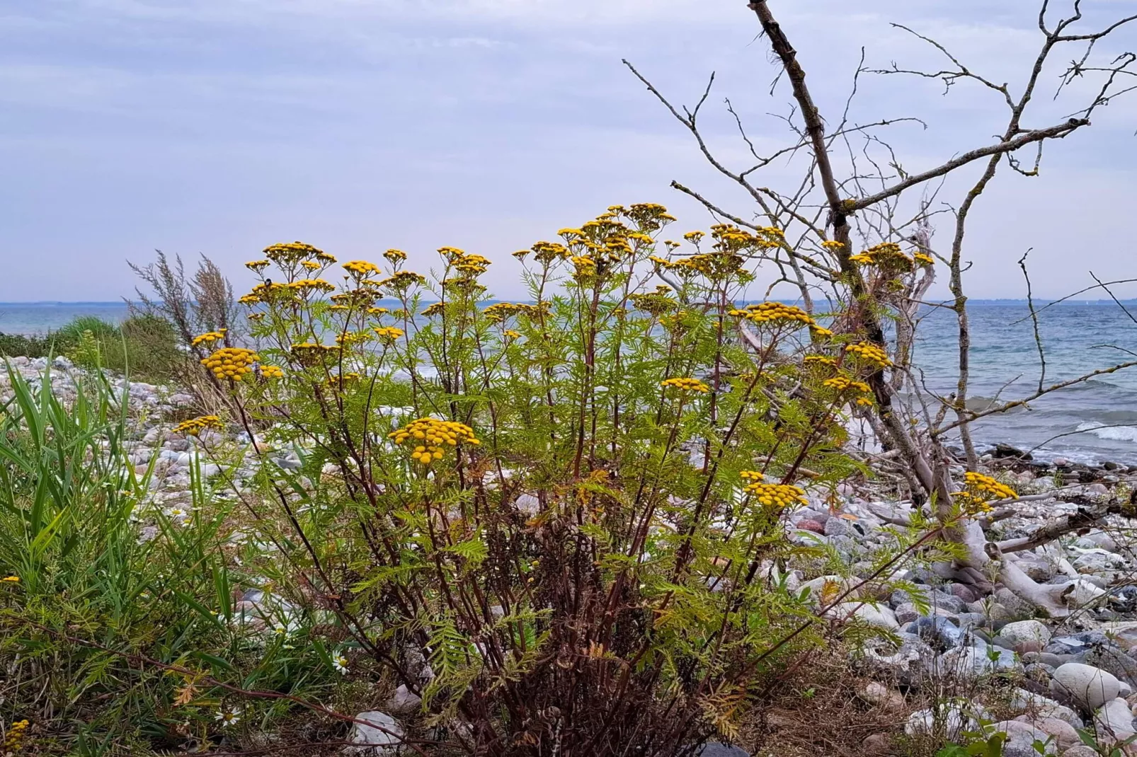 Maison de vacances pour 10 a Haderslev-By Traum