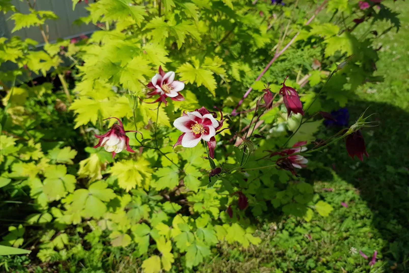 Rotes Bauernhaus in der Nähe von Forsheda-Nicht zugeordnet