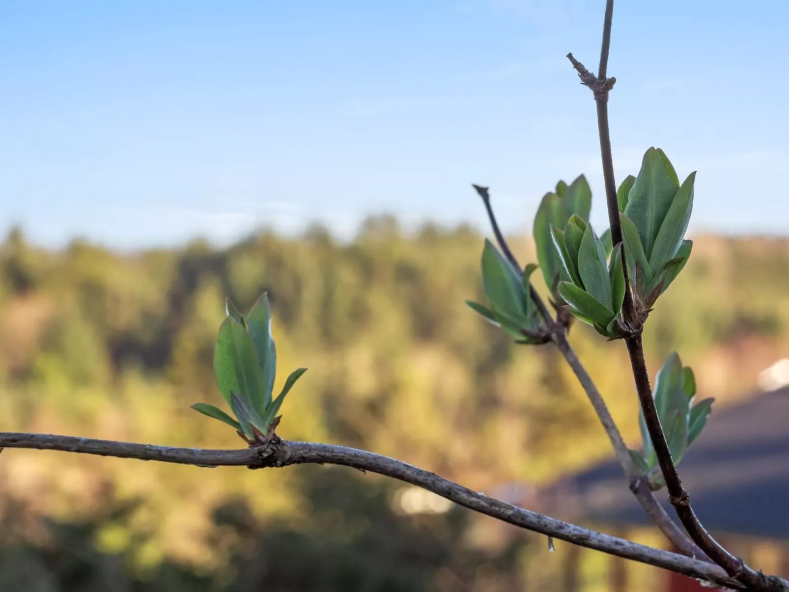 "Jaakob" - 4km from the sea