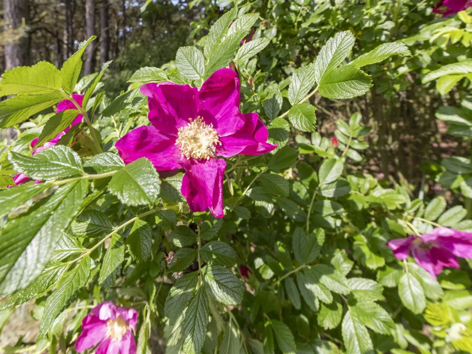 "Friis" - 200m from the sea-Dehors