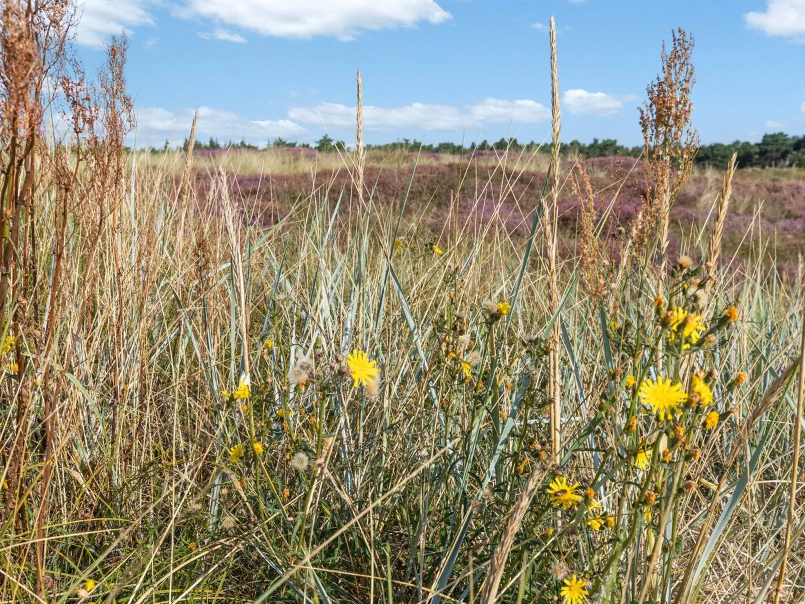 "Anarosa" - 200m from the sea