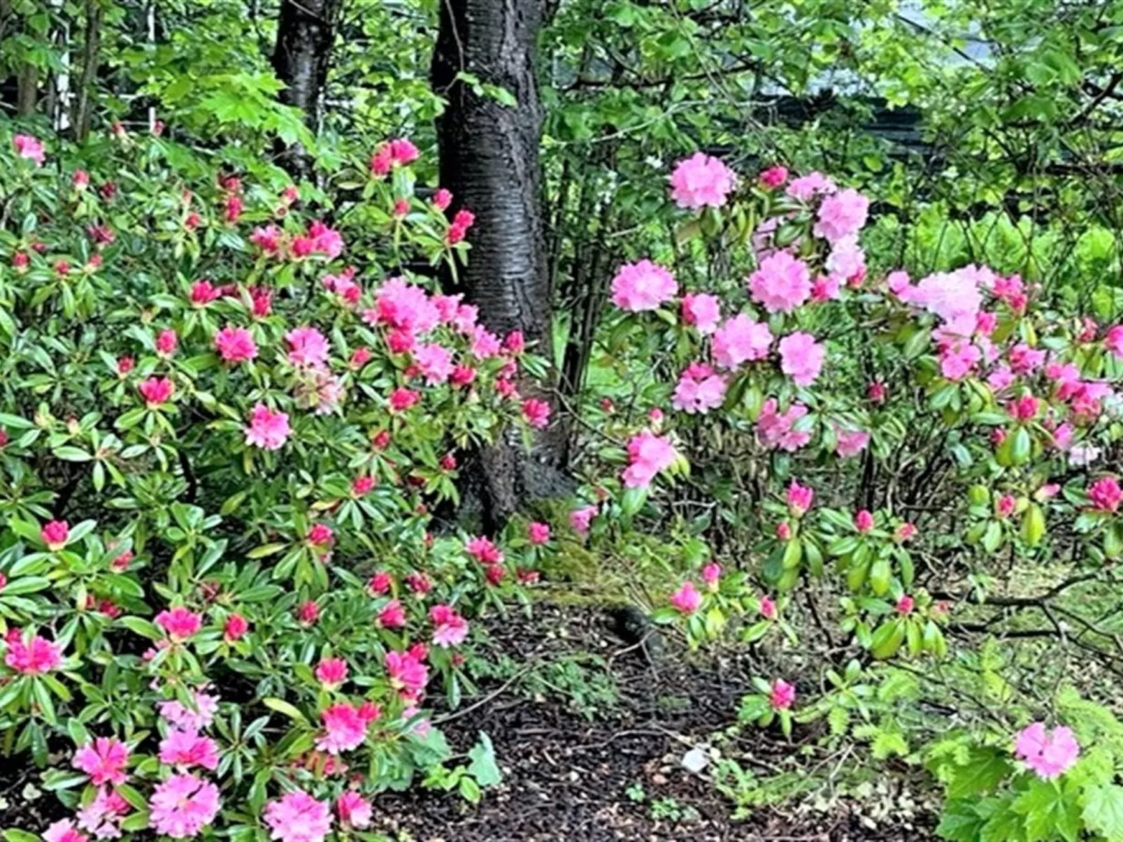 "Åsemarie" - 600m from the sea