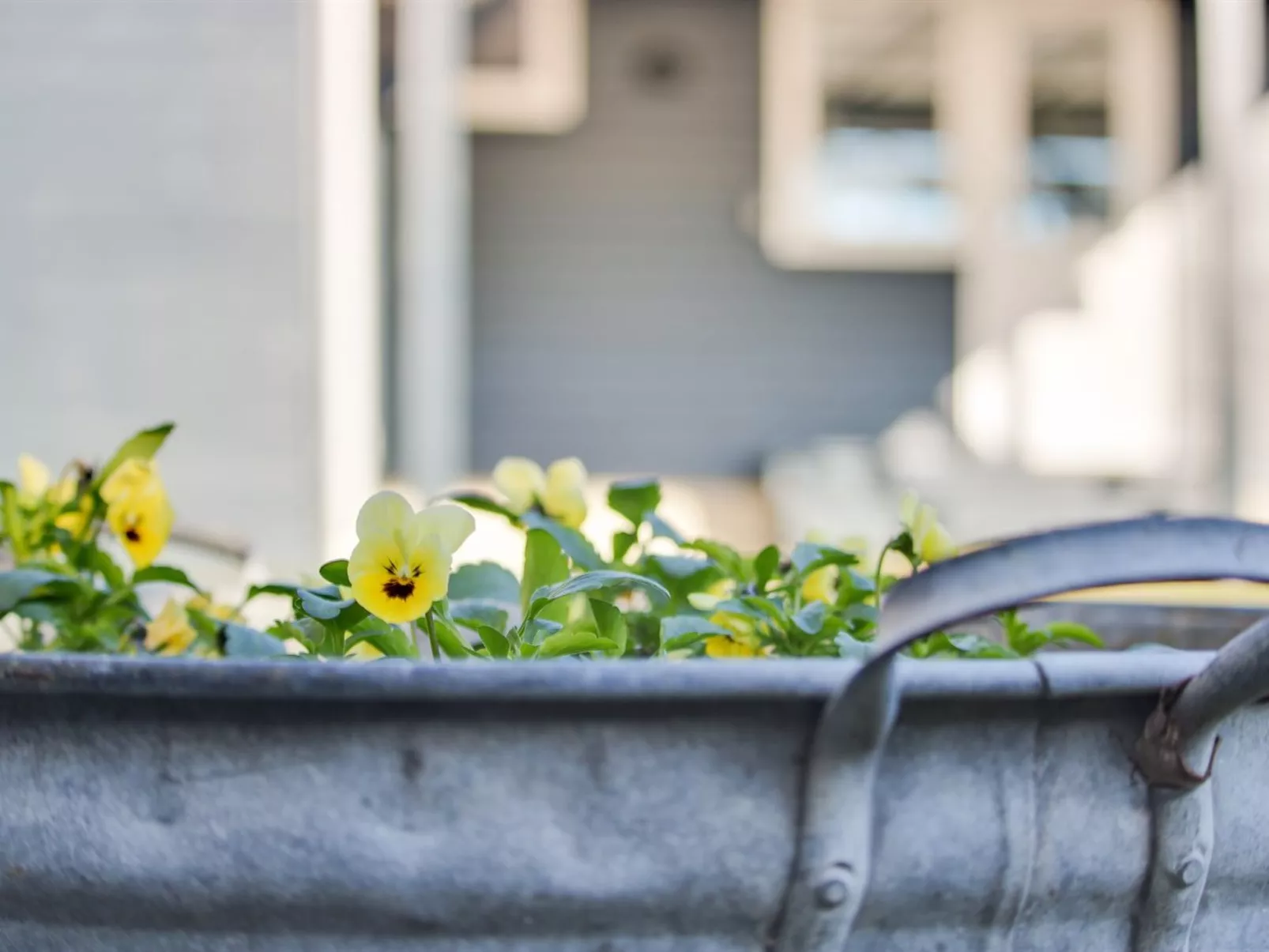 "Shaya" - 500m from the sea