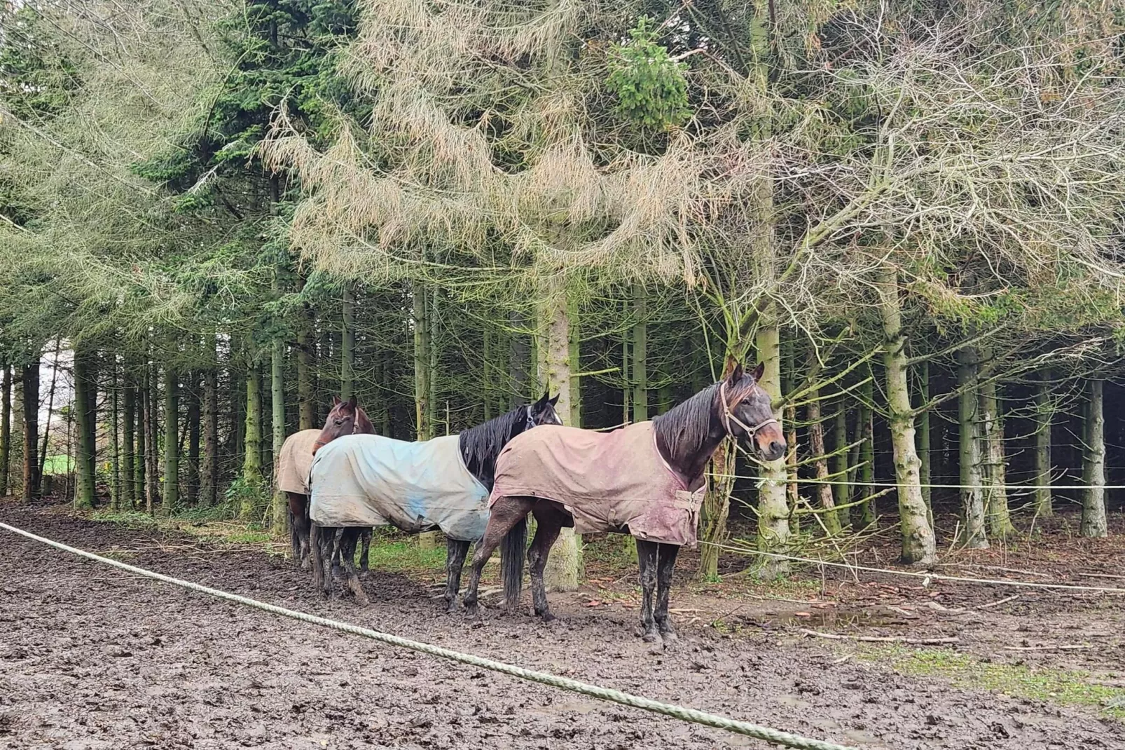 Maison de vacances pour 6 a Rødvig Stevns-By Traum-Non tagué