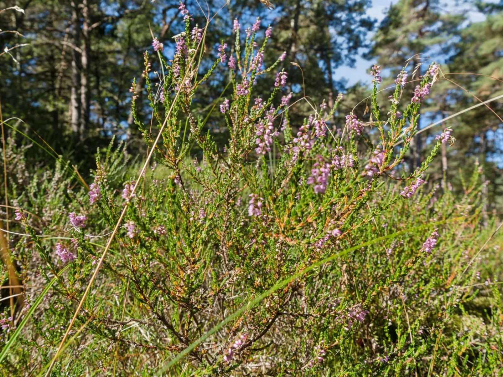 "Fredsine" - 1.2km from the sea