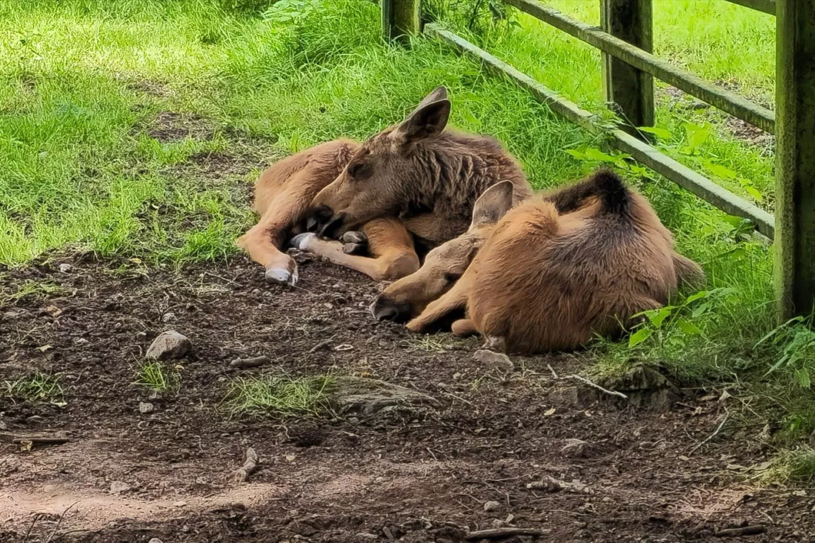 4 person holiday home in Hoor-Untagged