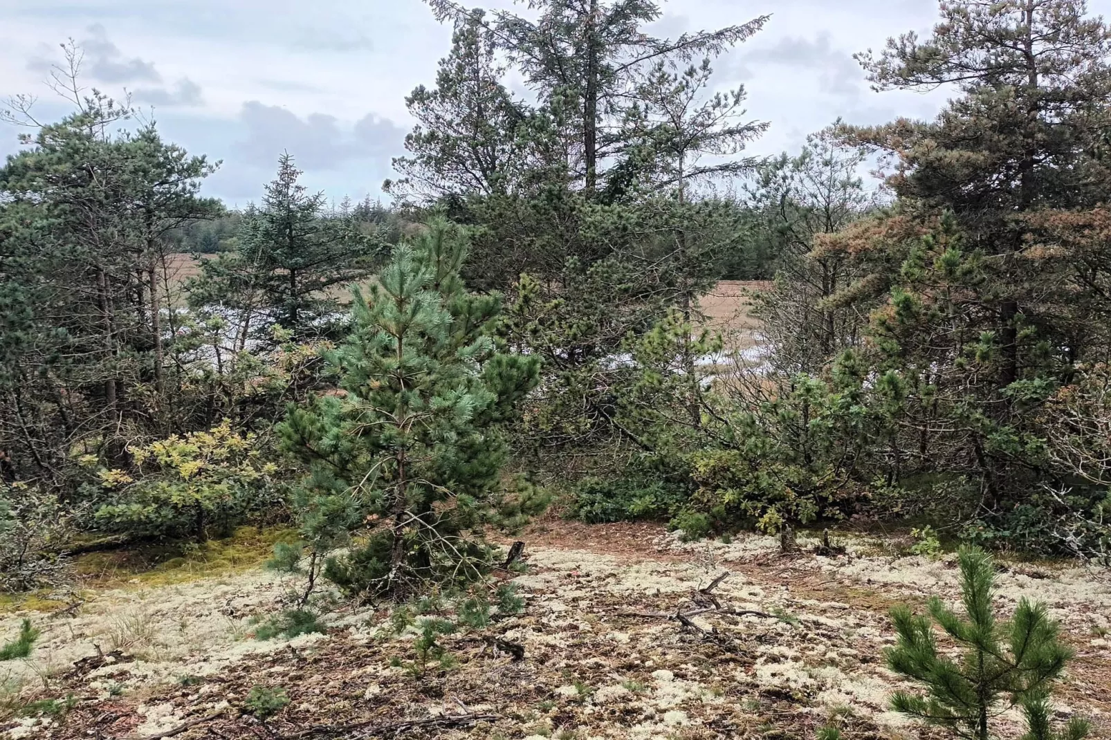 Maison de vacances pour 5 a Snedsted-Non tagué