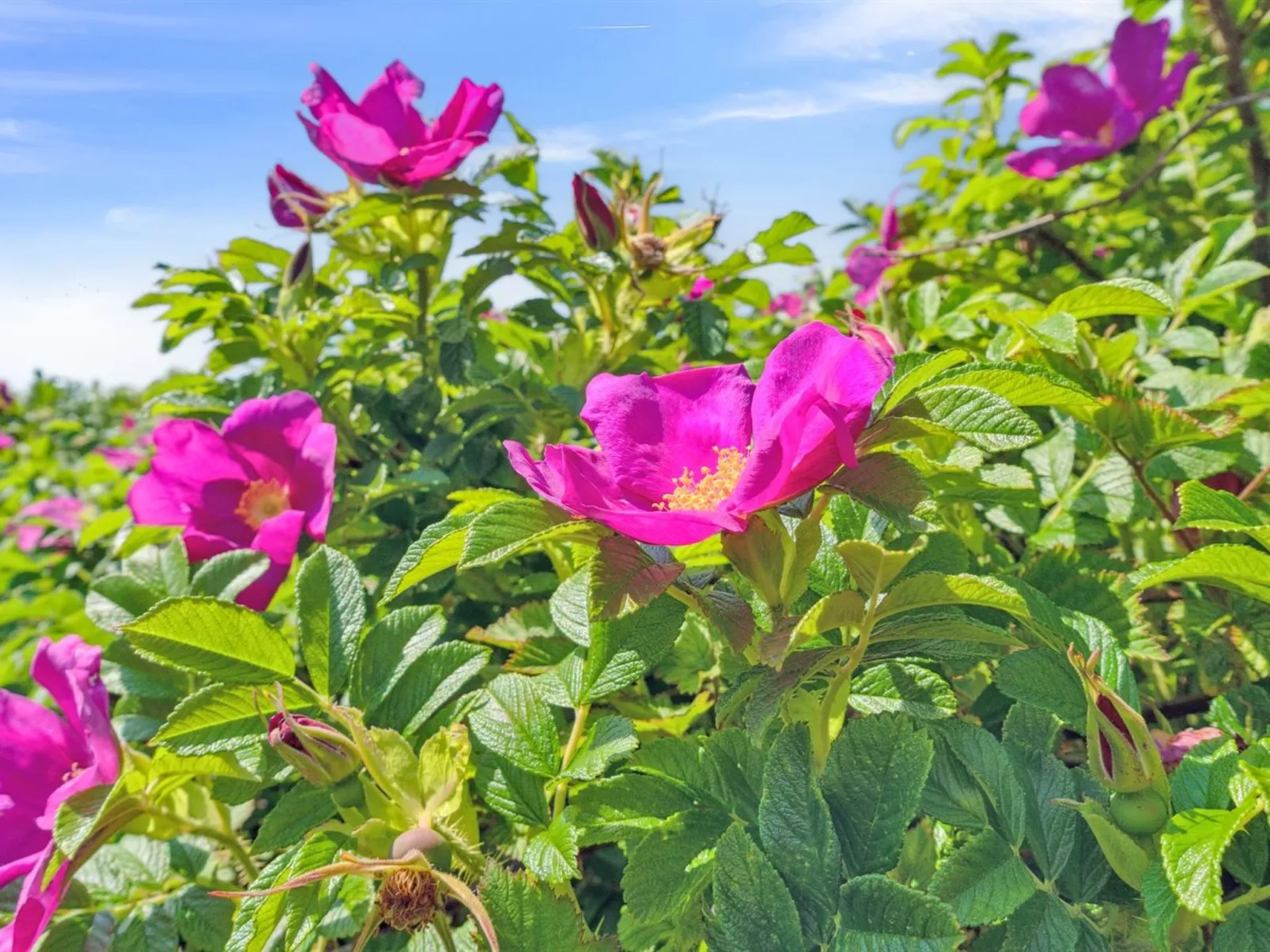 "Mariam" - 100m from the sea