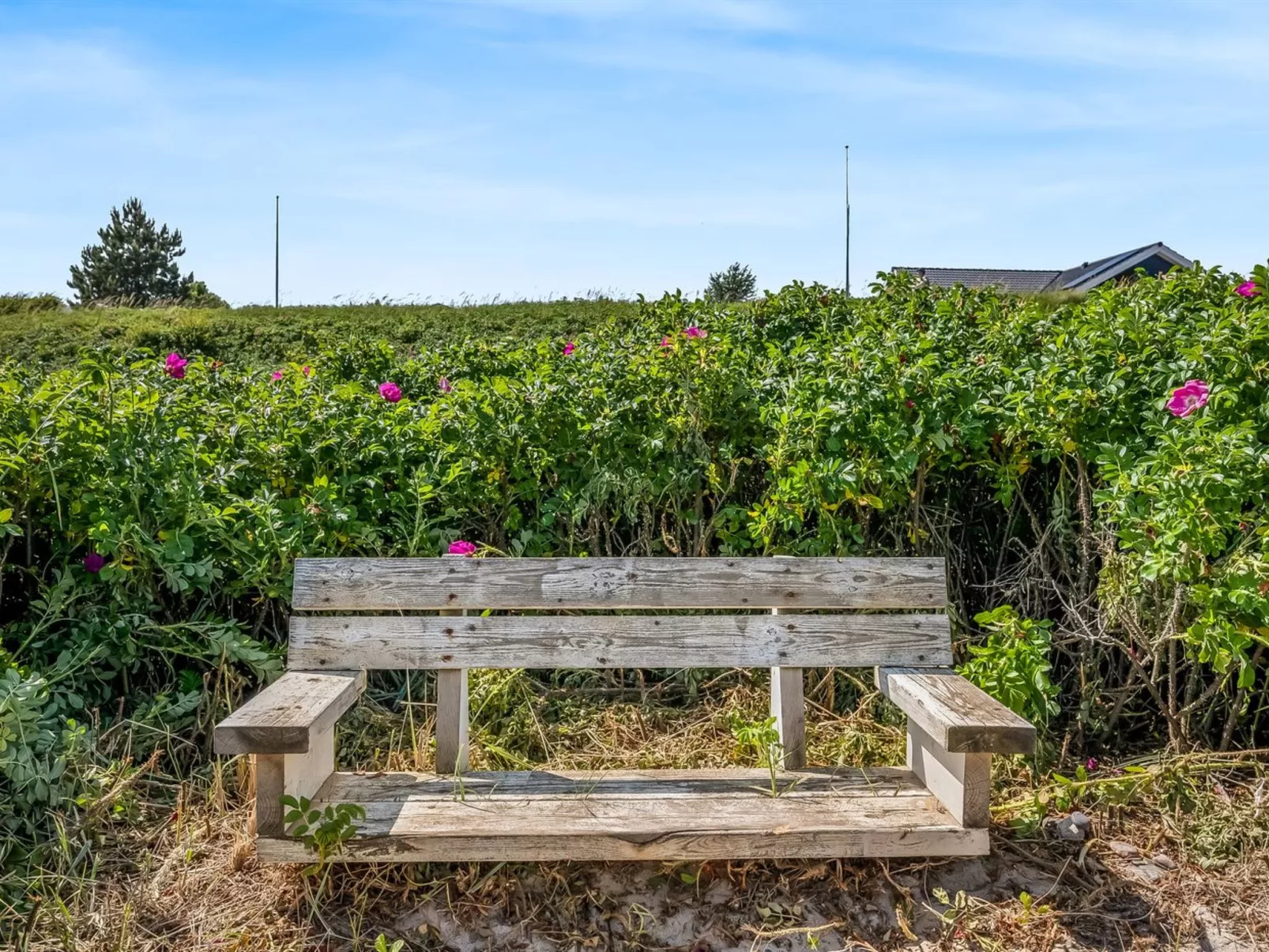 "Yma" -  from the sea