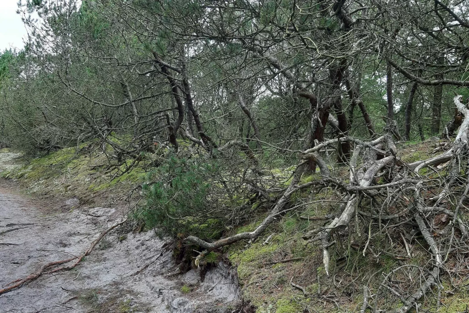 Maison de vacances pour 4 a Nørre Nebel-Non tagué