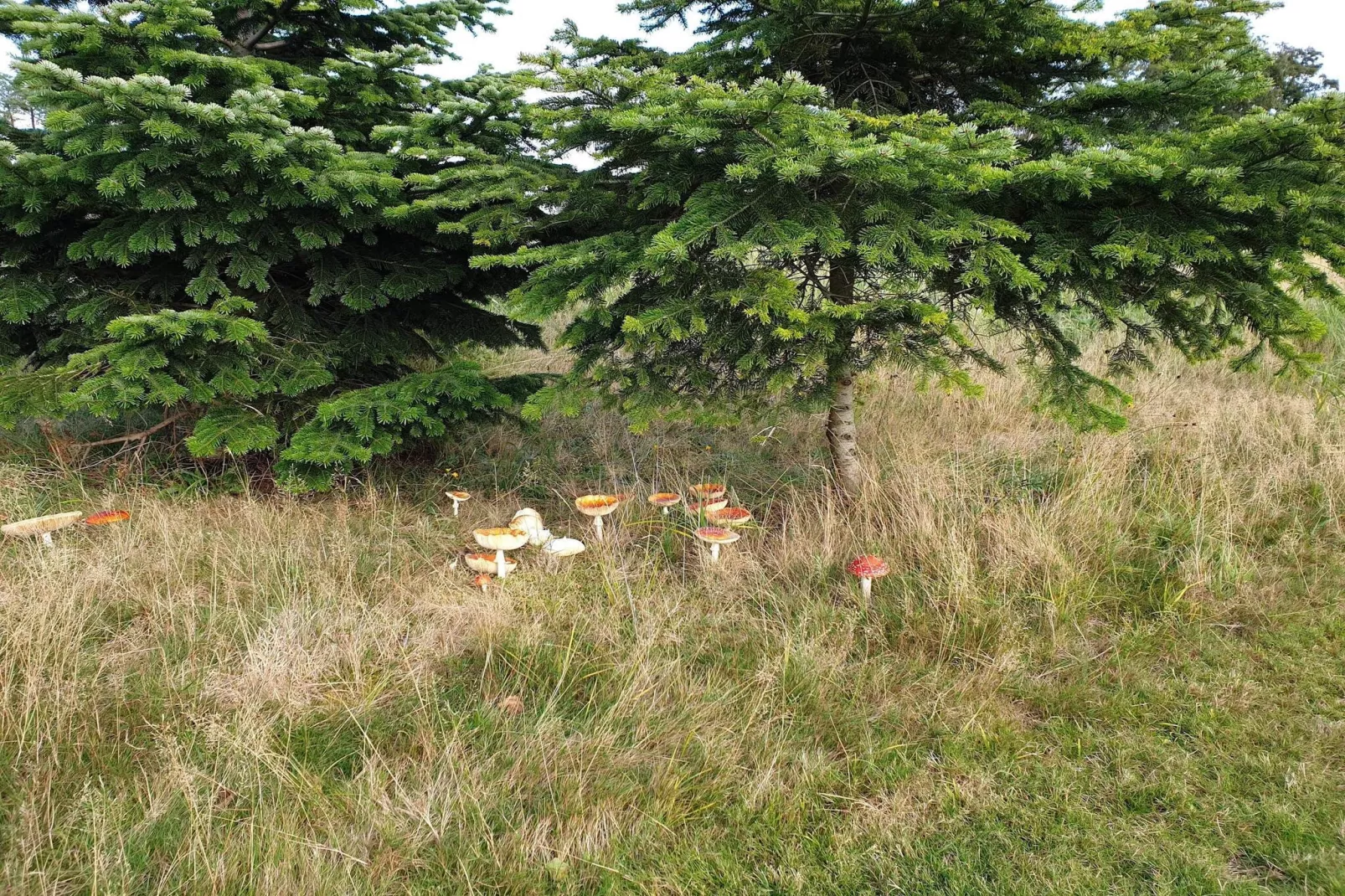 8 Personen Ferienhaus in Væggerløse-Nicht zugeordnet