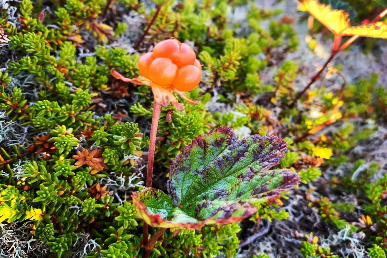 7 person holiday home in Bøstad-By Traum-Untagged