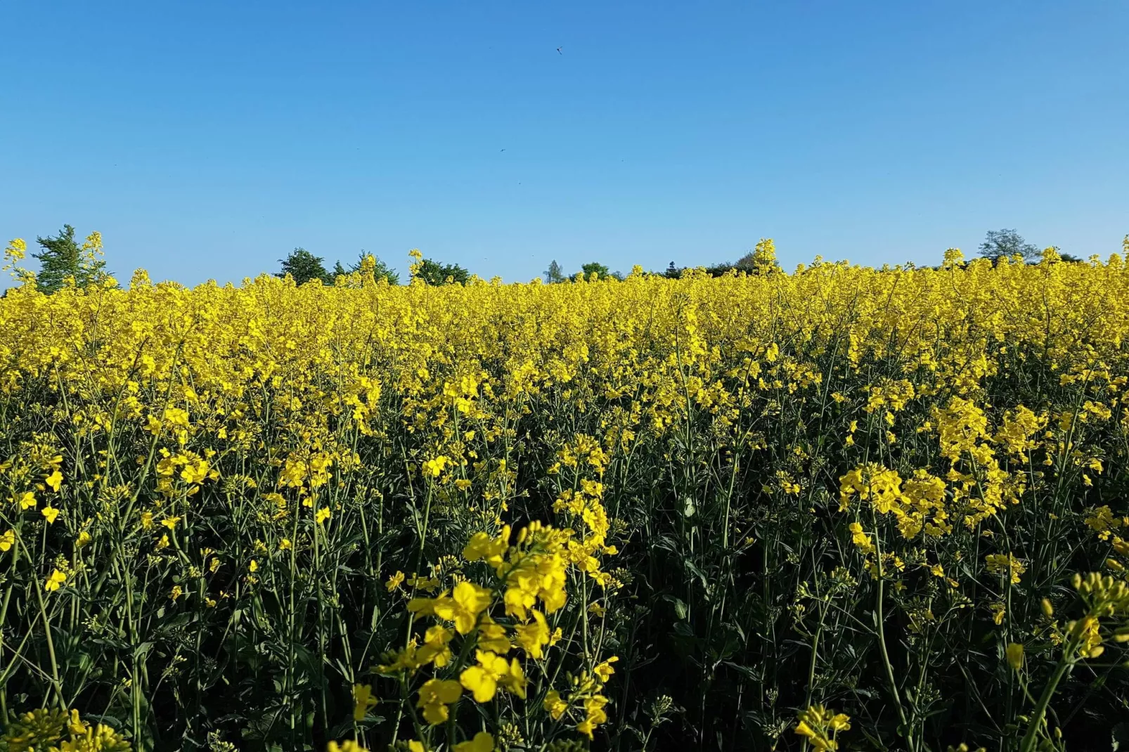 Maison de vacances pour 6 a Tranekær-By Traum-Non tagué