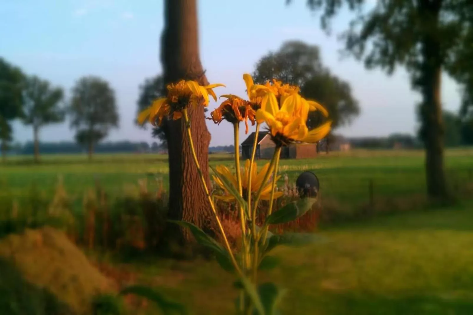 Bospark Markelo 3-Areas within 20km in summer