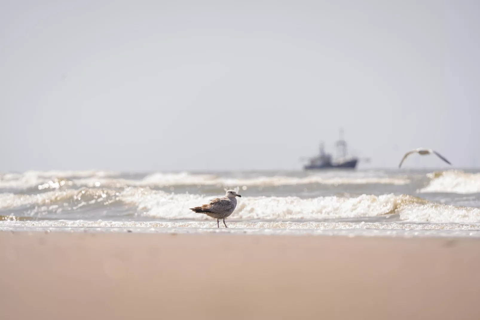 Resort Beach Houses Wijk aan Zee 1-Gebiete Sommer 1 km