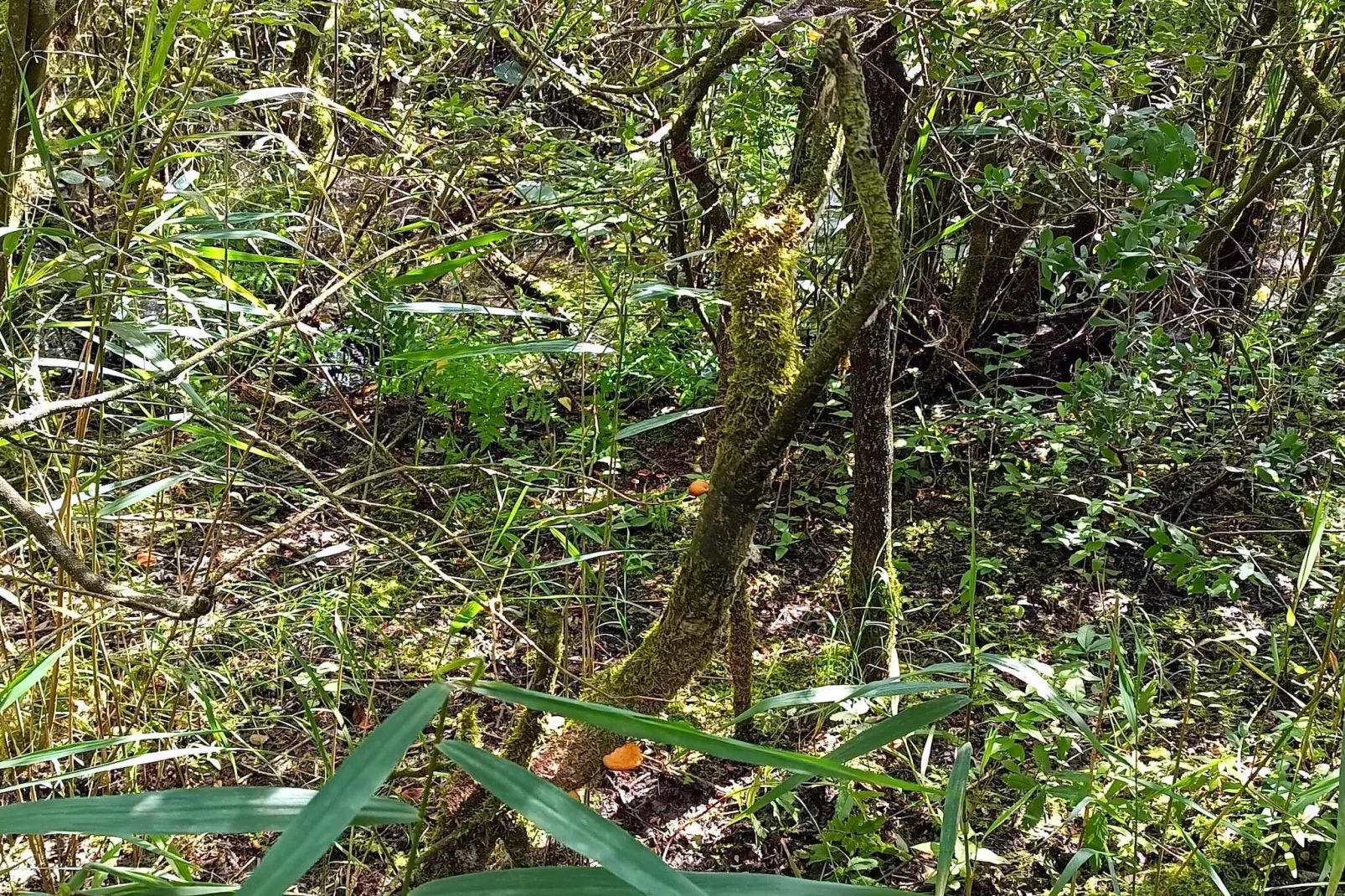 Maison de vacances pour 4 a Bredebro-By Traum-Non tagué