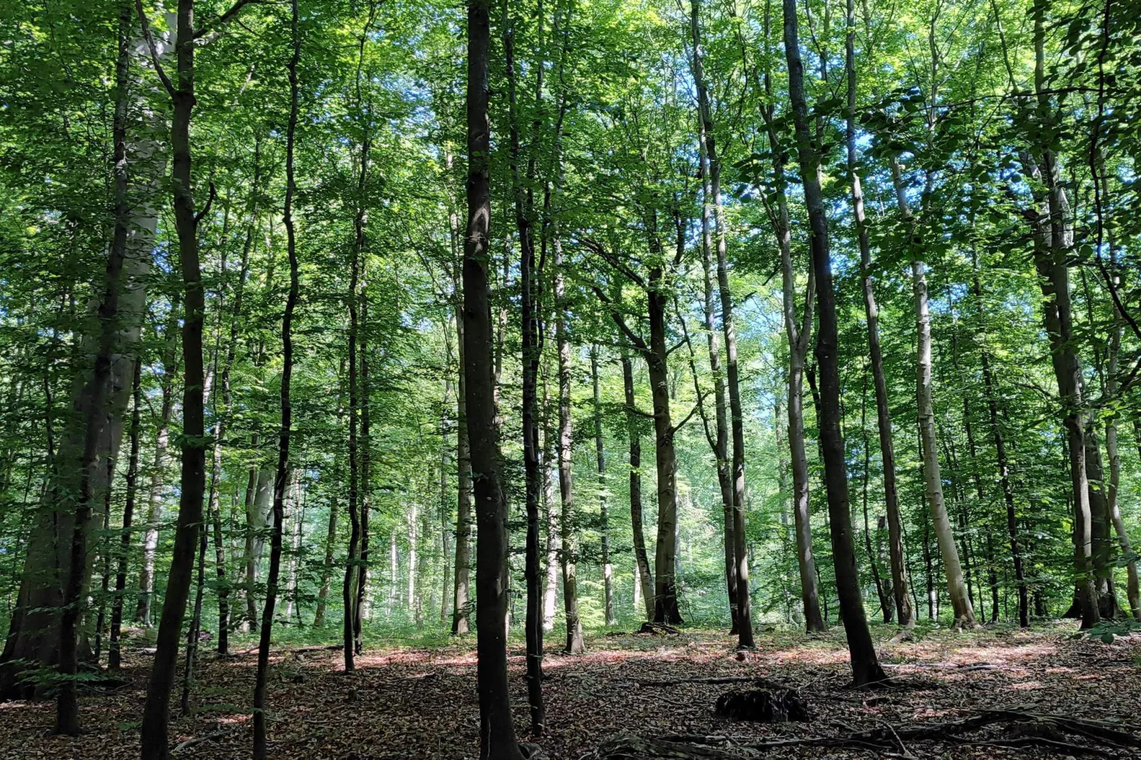 4 etoiles maison de vacances a Vedbæk