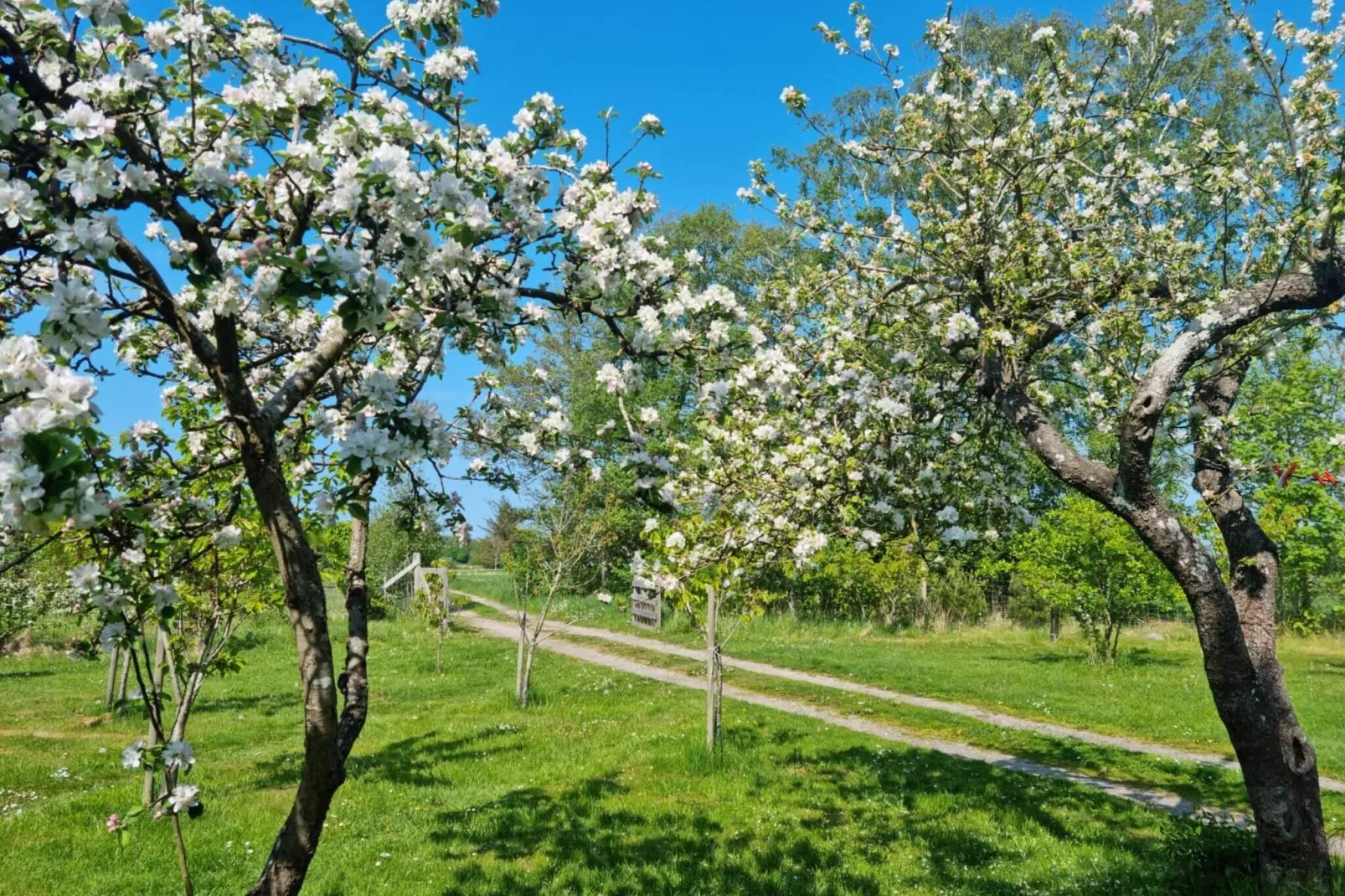 Maison de vacances pour 4 a Læsø-By Traum-Extérieur