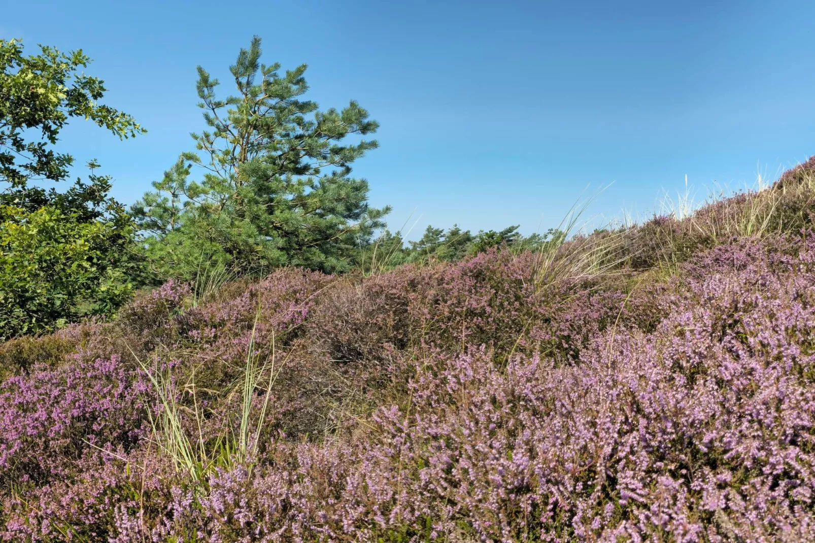 Tranquil Thatched Cottage on Romo-By Traum-Untagged