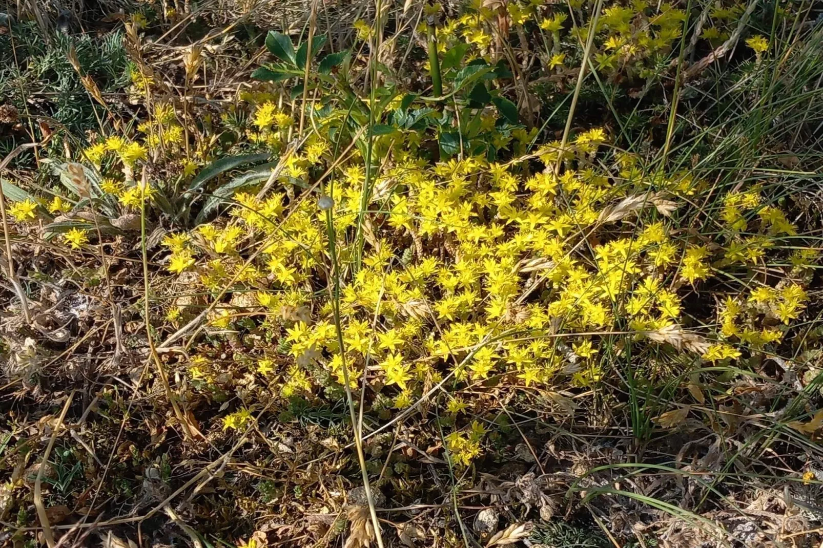 Nostalgische Inselidylle in Aâ€“land-By Traum-Nicht zugeordnet