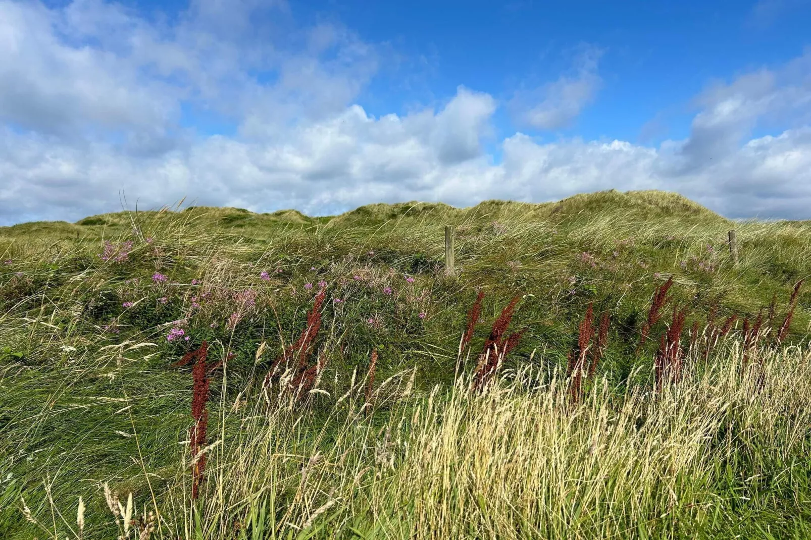 Maison de vacances pour 5 a Vejers Strand-Non tagué
