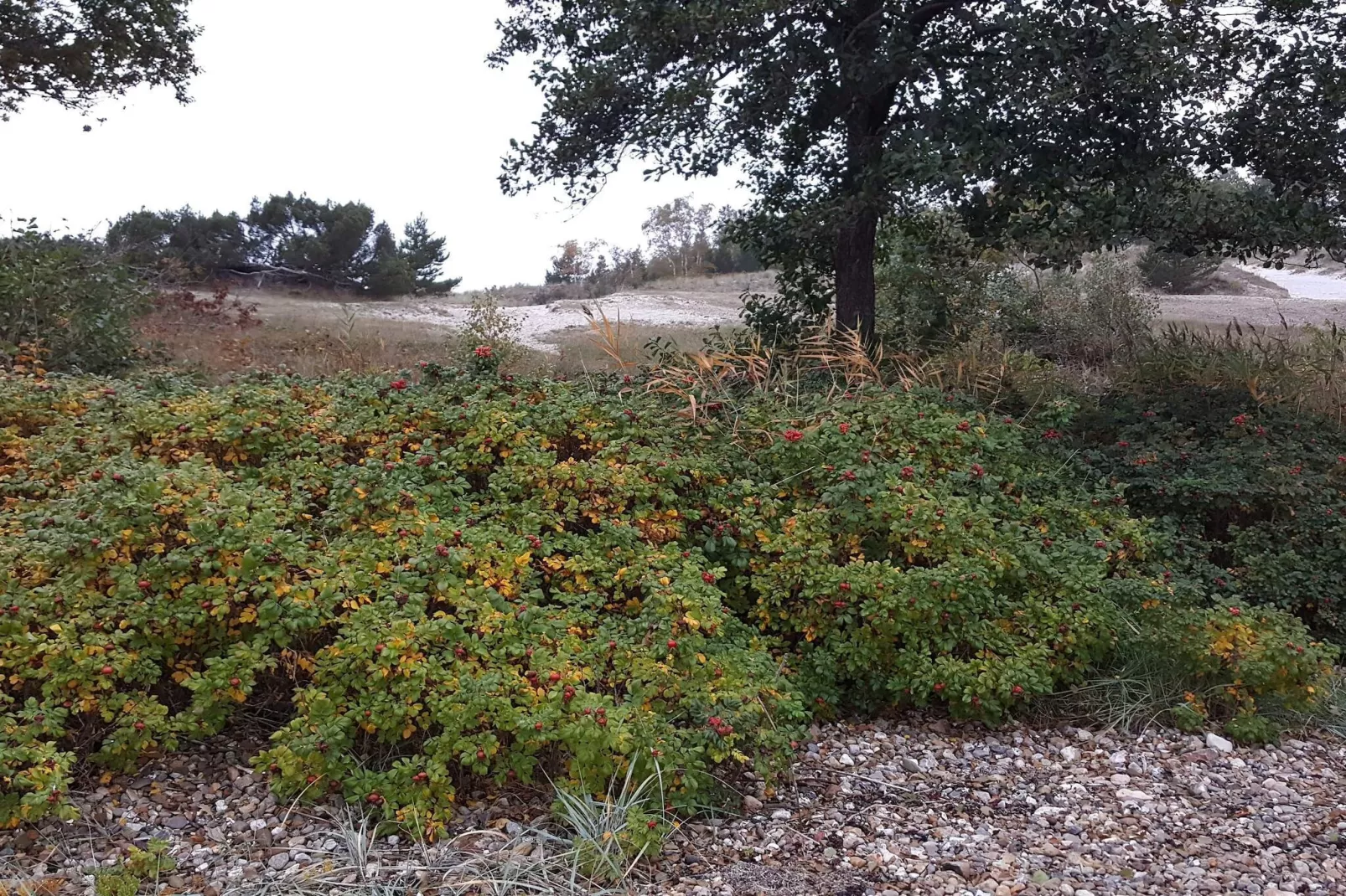 8 Personen Ferienhaus in Børkop-Nicht zugeordnet