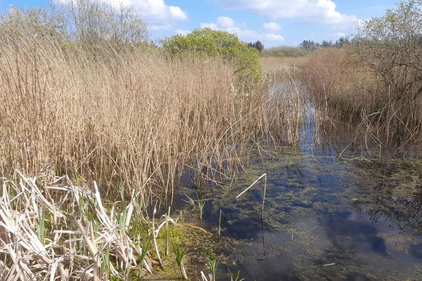 Maison de vacances pour 6 a Vesløs-By Traum-Vue sur l'eau