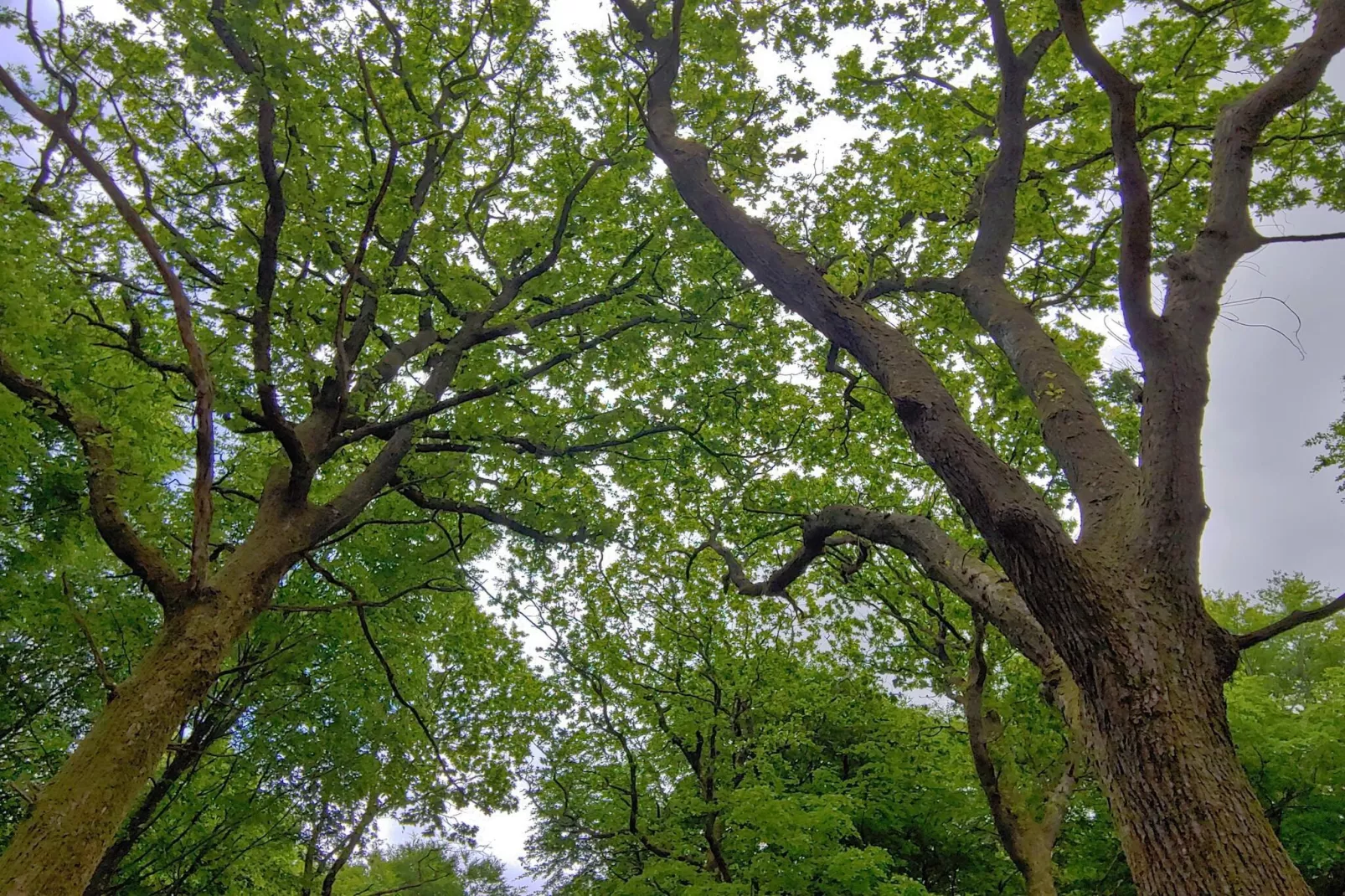 Maison de vacances pour 6 a Oksbøl-By Traum-Non tagué