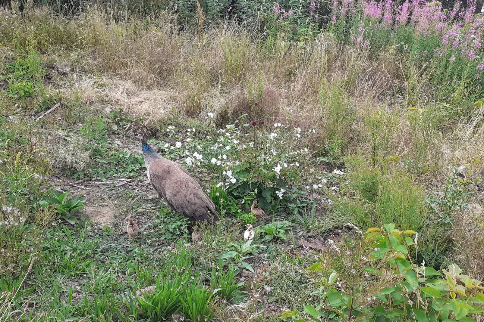 Idyllisches Meer in Svaneke -- By Traum Ferienwohnungen-Nicht zugeordnet