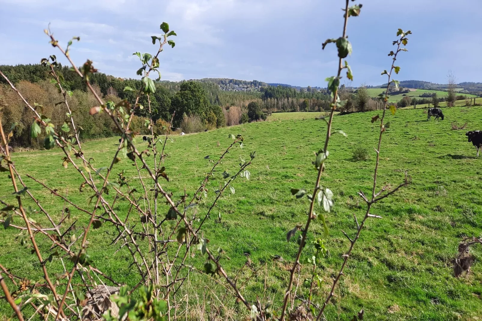 Honnay-Areas within 1km in summer