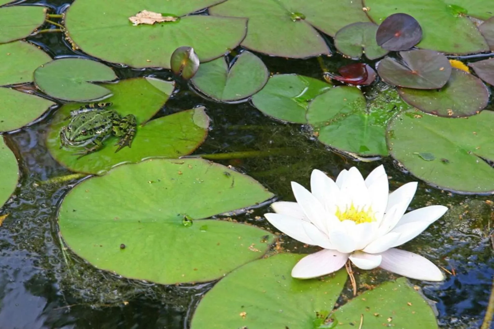 Bospark Markelo 7-Areas within 20km in summer