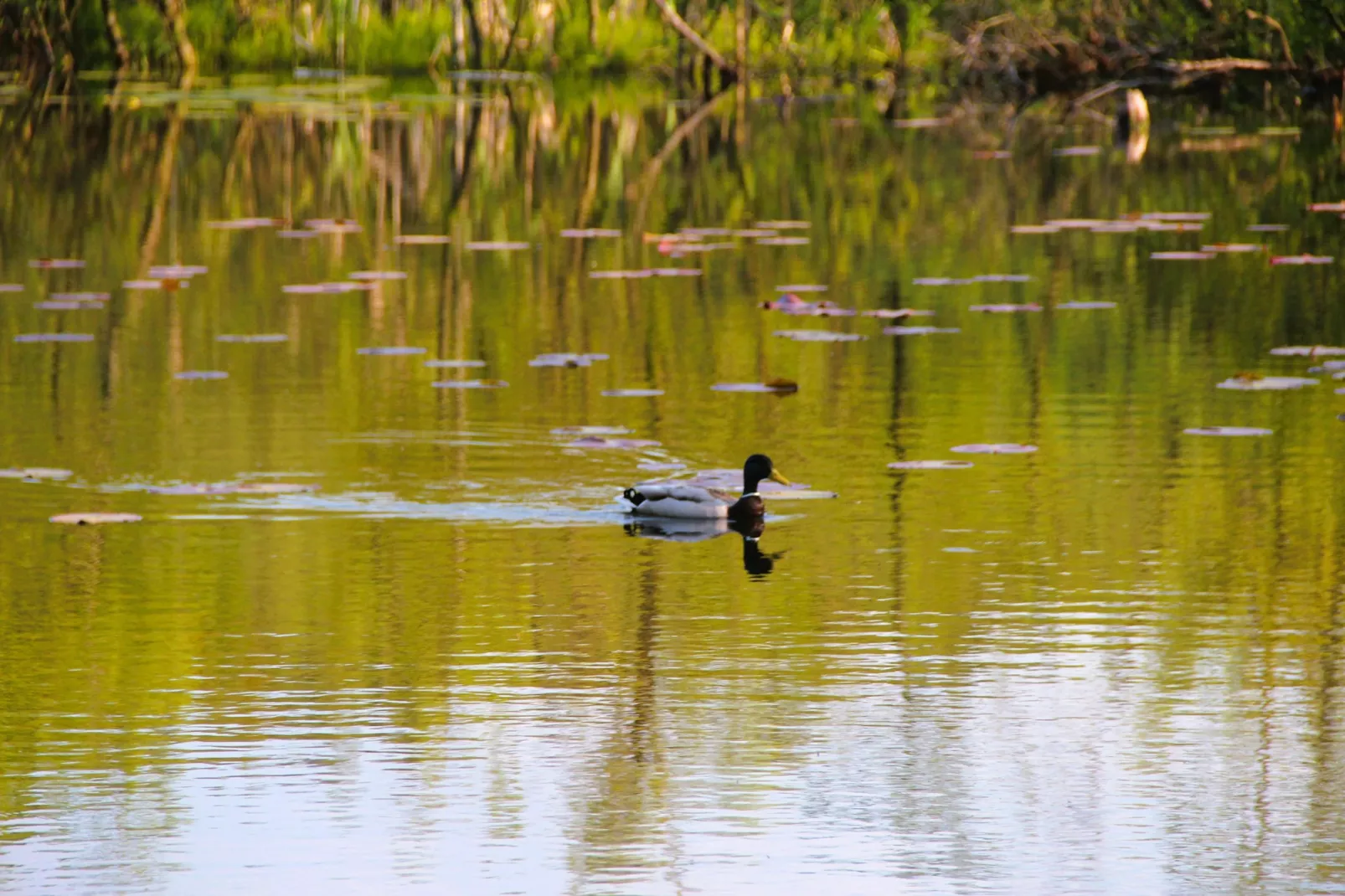 Holiday home Kolczewo 35 qm Nr 2-Zones été à 1 km