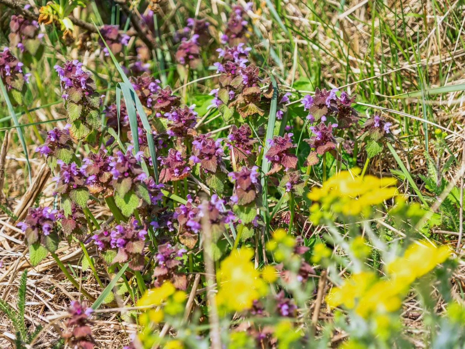 "Danica" - 175m from the sea-Dehors