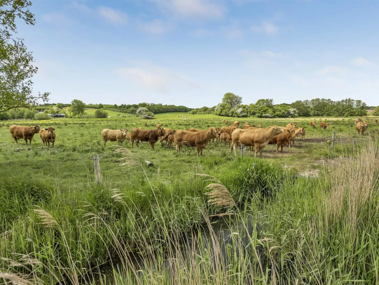 "Sigbritt" - 100m from the sea-Draußen