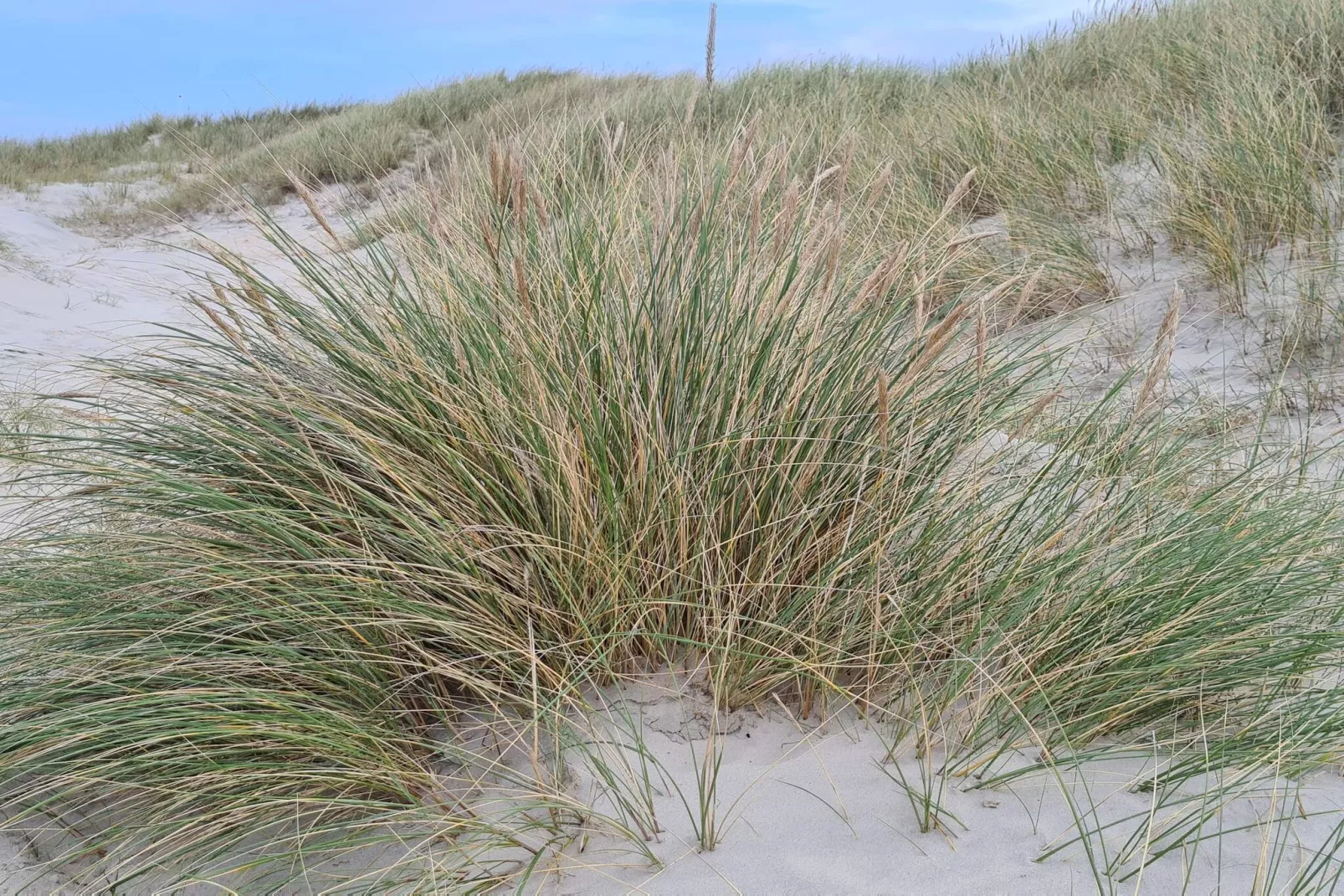 Maison de vacances pour 6 a Pandrup-By Traum-Non tagué