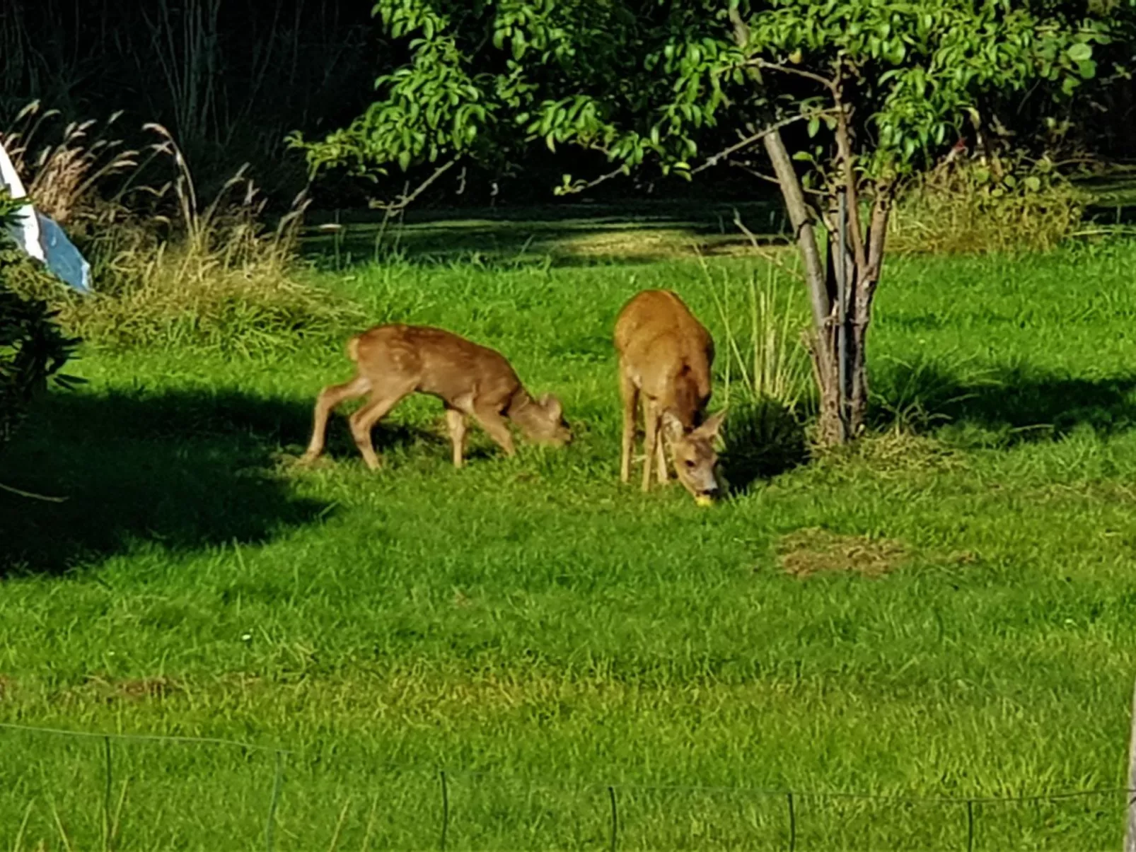 "Asmine" - 670m from the sea-Dehors