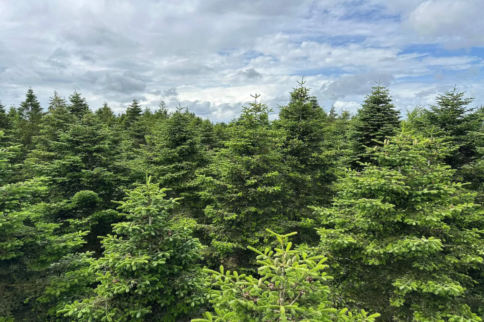 Maison de vacances dans le Jutland central-Non tagué