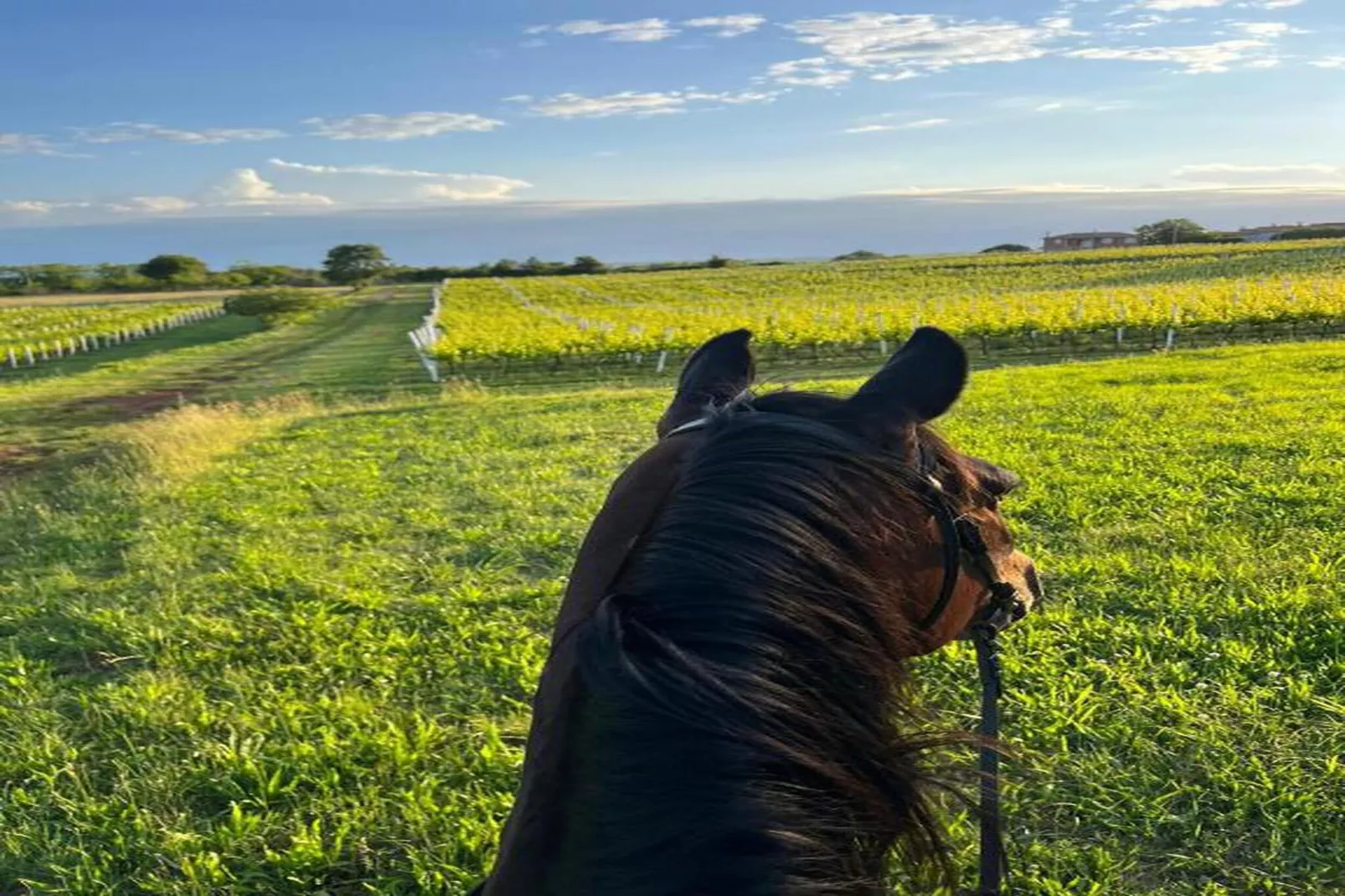 Apartment Mirna with Pool and Lovely Garden-Zones été à 20 km