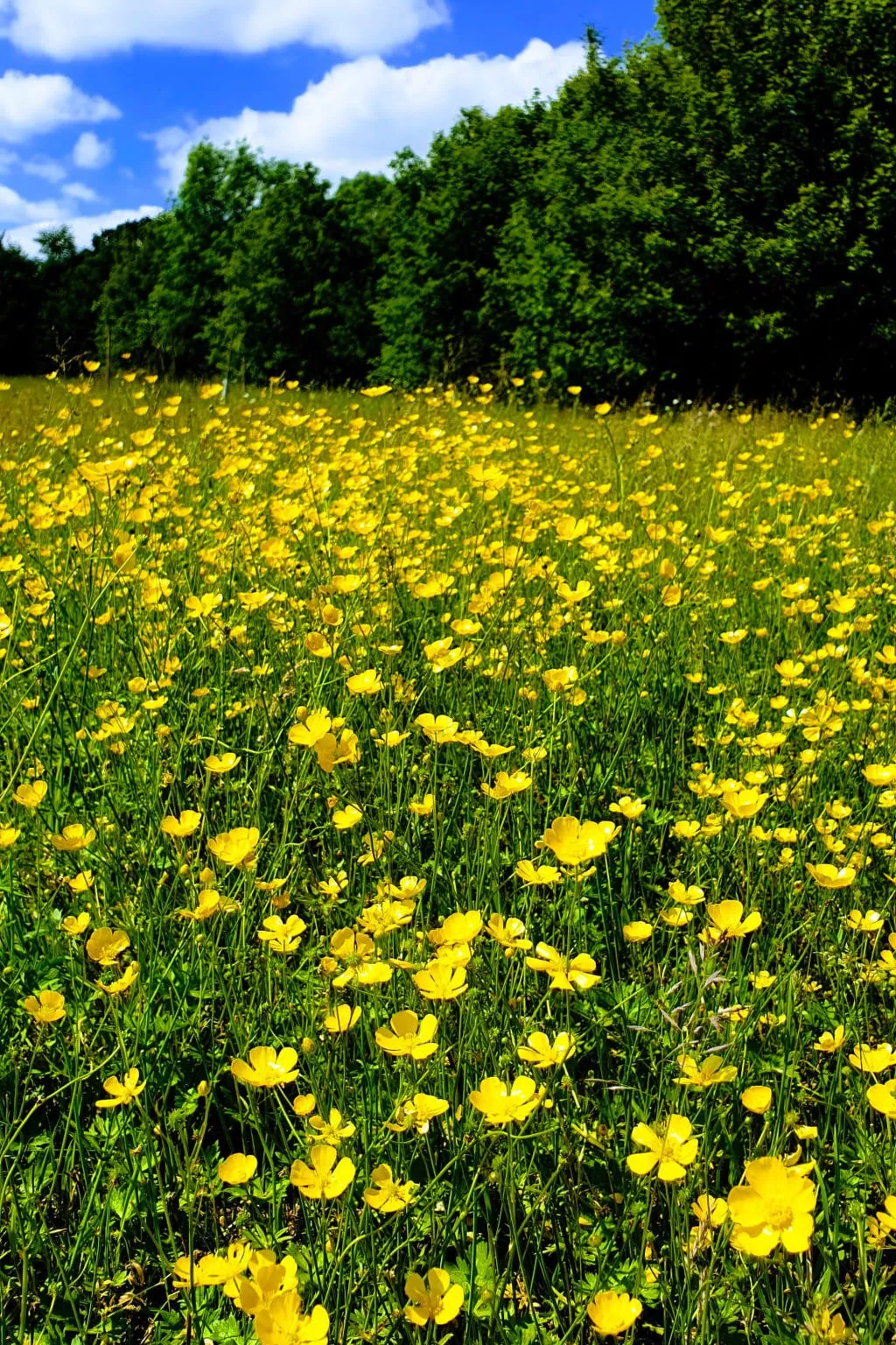 Blackbarn Wood-Dehors