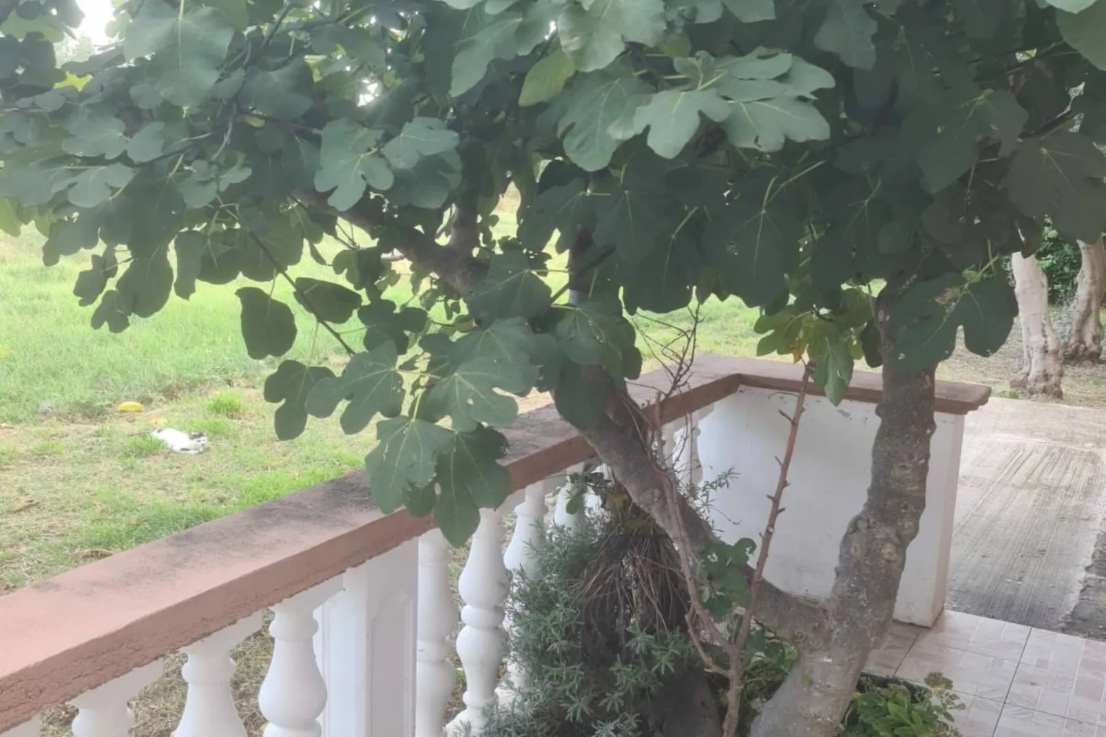 Apartments Rubbi - Studio with Terrace-Outdoor