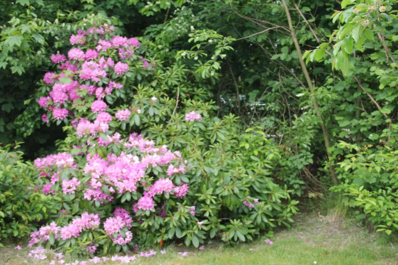 5 star holiday home in Hornbæk-Outdoor