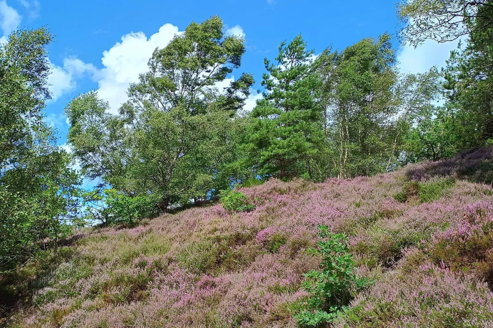 Maison de vacances pour 8 a Gjern-Non tagué