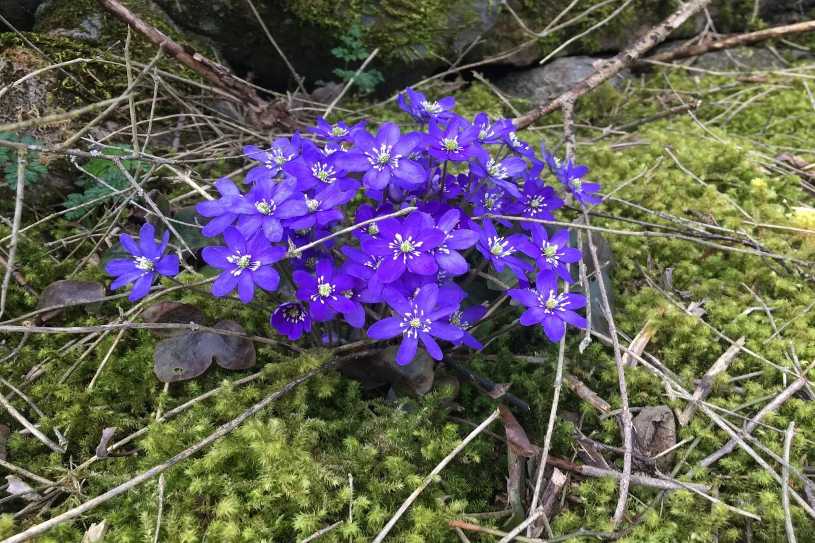 Maison de vacances pour 10 a FÄRJESTADEN-Non tagué