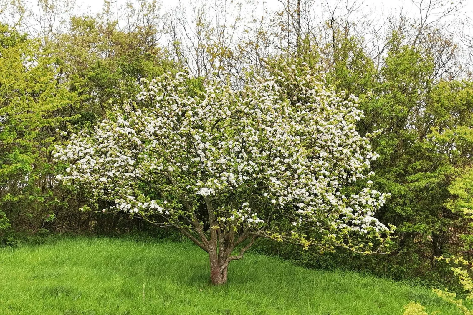 Maison de vacances pour 6 a Tranekær-By Traum-Non tagué