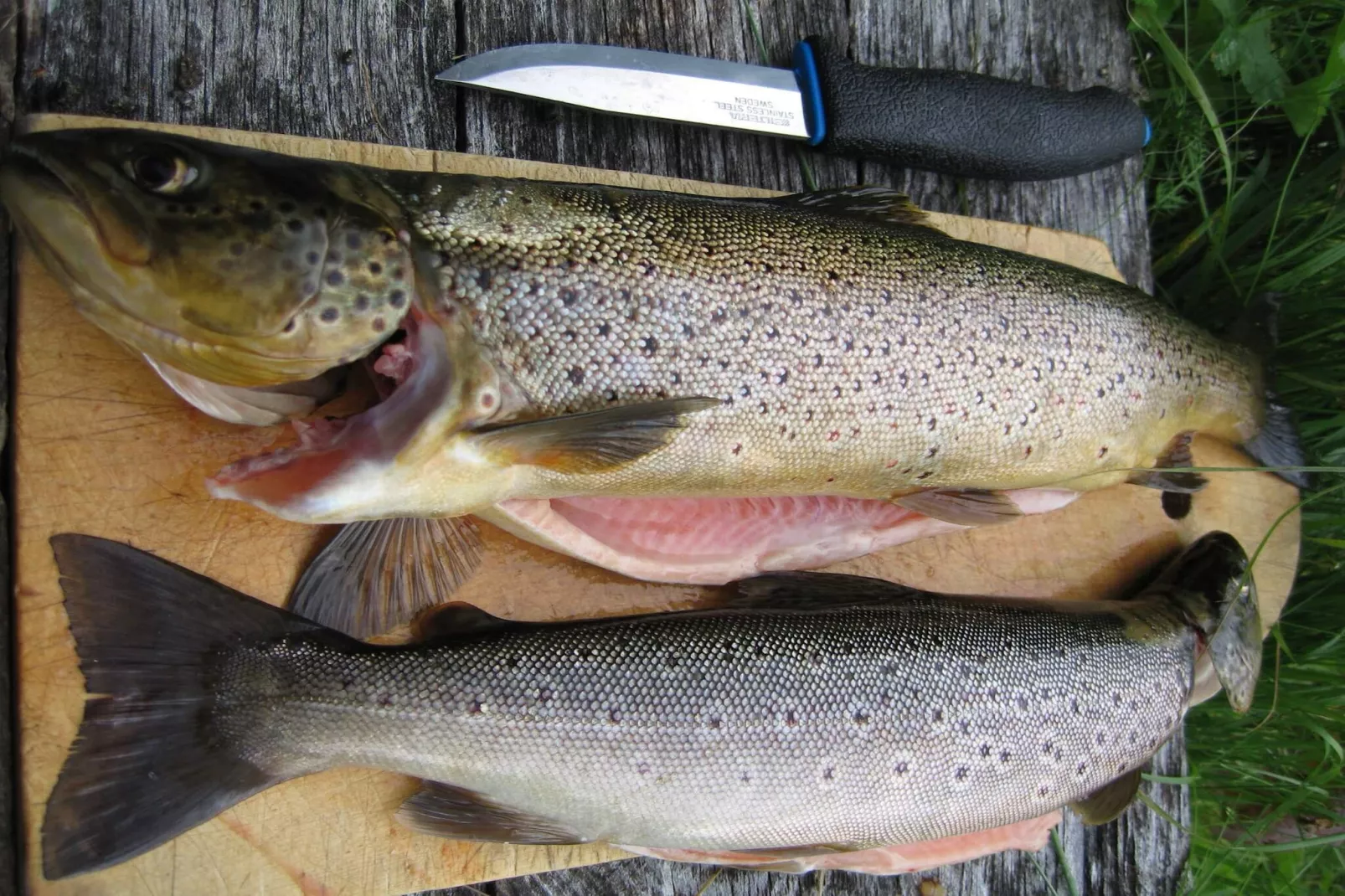 MELKEDALEN 99910-Untagged