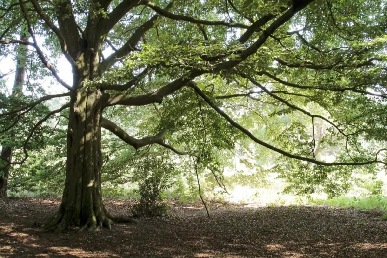 Bospark Markelo 7-Areas within 20km in summer