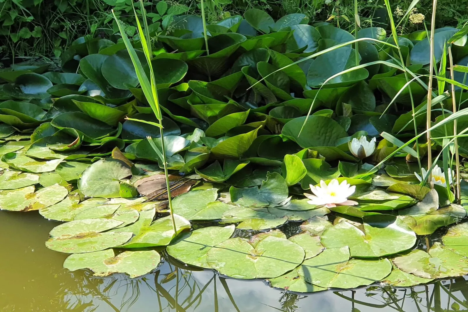 Maison de vacances pour 6 a Væggerløse-By Traum-Vue sur l'eau