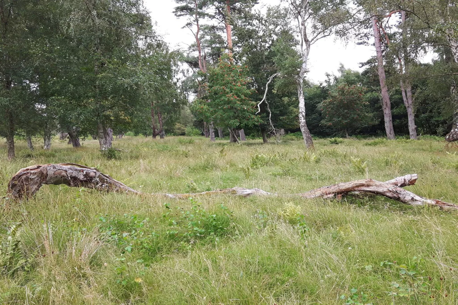 6 Personen Ferienhaus in Væggerløse-By Traum-Nicht zugeordnet